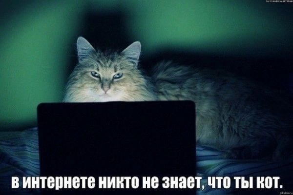 в интернете никто не знает что ты кот