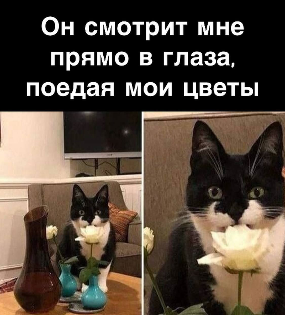 Он смотрит мне прямо в глаза поедая мои цветы