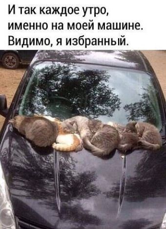 И так каждое утро именно на моей машине Видимо я избранный Т ч