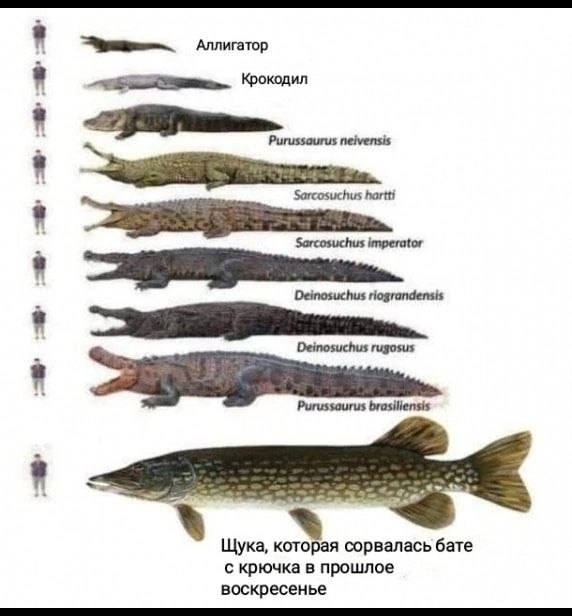 о о ососососеосе Щука которая сорвалась бате с крючка в прошлое воскресенье