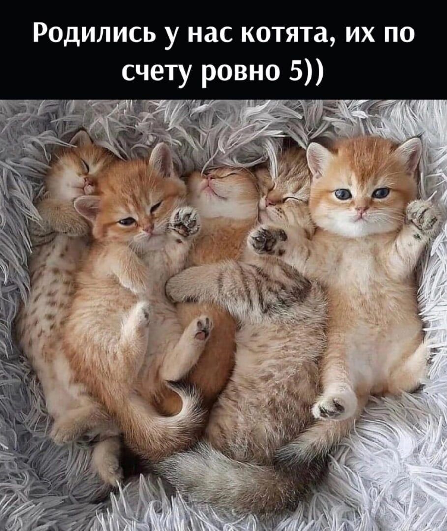 Родились у нас котята их по