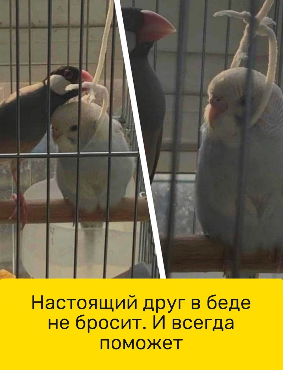 Настоящий друг в беде не бросит И всегда поможет