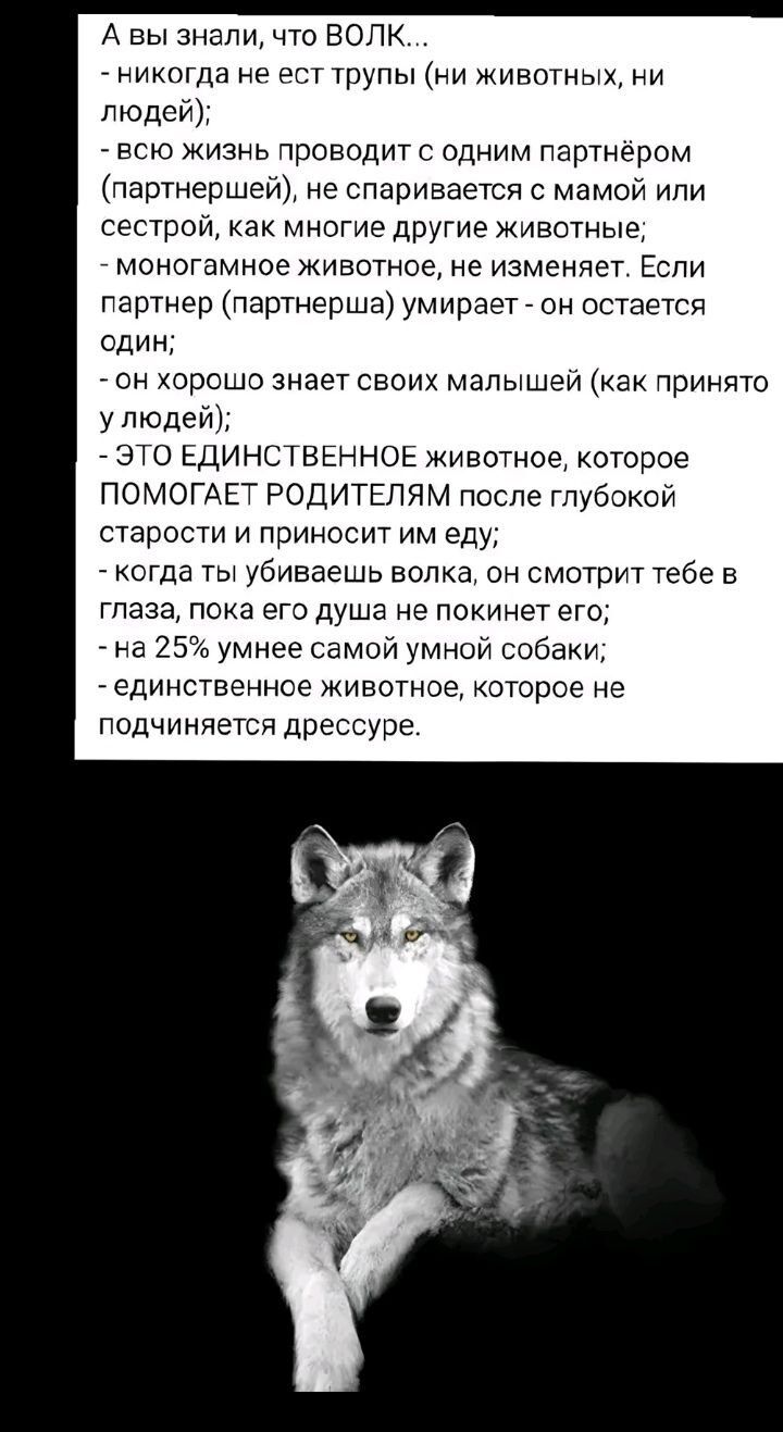 А вы знали что ВОЛК никогда не ест трупы ни животных ни всю жизнь проводит с одним партнёром партнершей не спаривается с мамой или сестрой как многие другие животные моногамное животное не изменяет Если партнер партнерша умирает он остается один он хорошо знает своих малышей как принято у людей ЭТО ЕДИНСТВЕННОЕ животное которое ПОМОГАЕТ РОДИТЕЛЯМ п