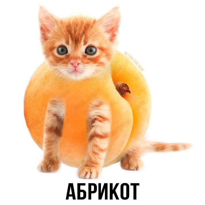 АБРИКОТ