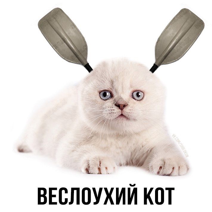 акЗ Ьр ВЕСЛОУХИЙ КОТ