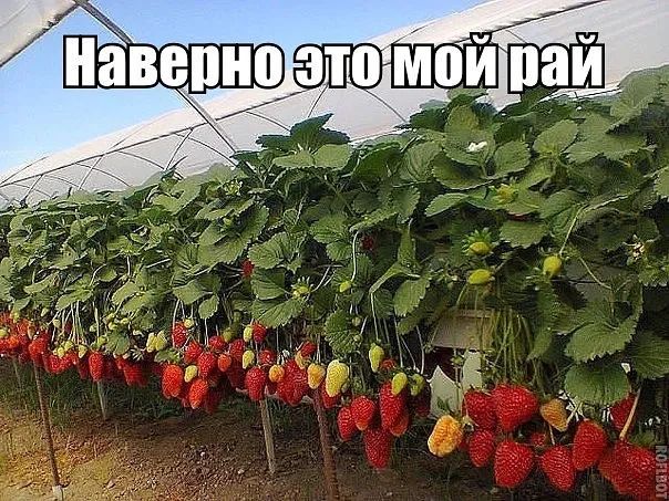 Навепноэто мойтрай