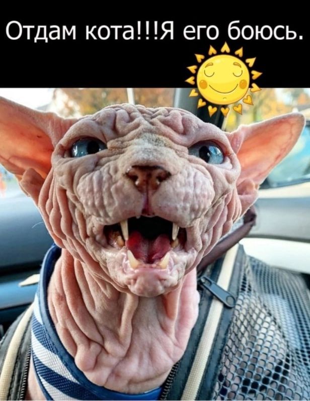 Отдам котаЯ егобоюсь кч