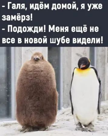 Галя идём домой я уже замёрз Подожди Меня ещё не все в новой шубе видели