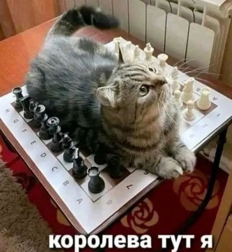 корёева тутя