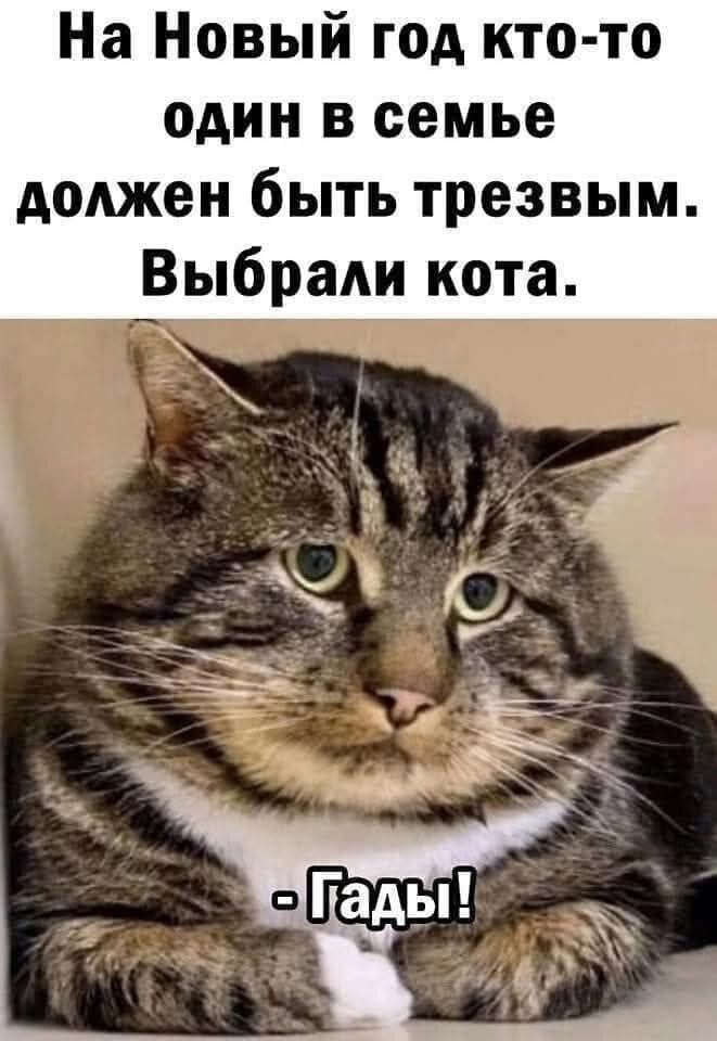 На Новый год кто то один в семье должен быть трезвым Выбрали кота