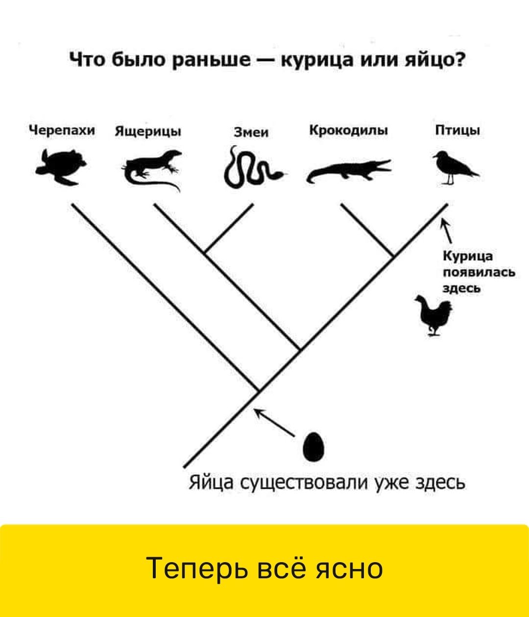 Что было раньше курица или яйцо Черепахи Ящерицы Змен Крокодилы Птицы Ф е ъ А Курица псявилась У Яйца существовали уже здесь