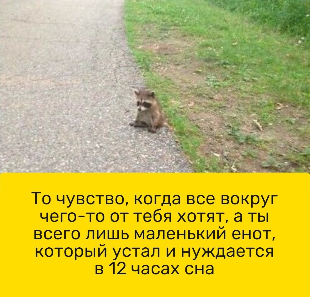 То чувство когда все вокруг чего то от тебя хотят а ты всего лишь маленький енот который устал и нуждается в 12 часах сна