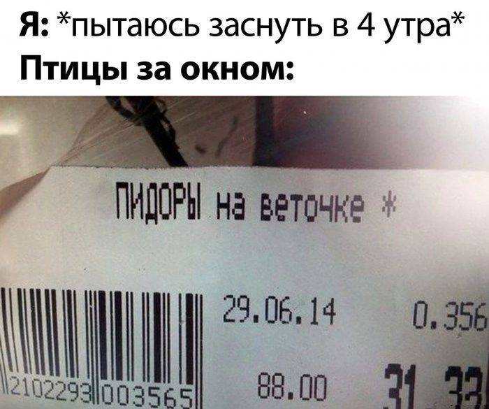 Я пытаюсь заснуть в 4 утра Птицы за окном У ПИДОРН на веточке Ид 2а 003565