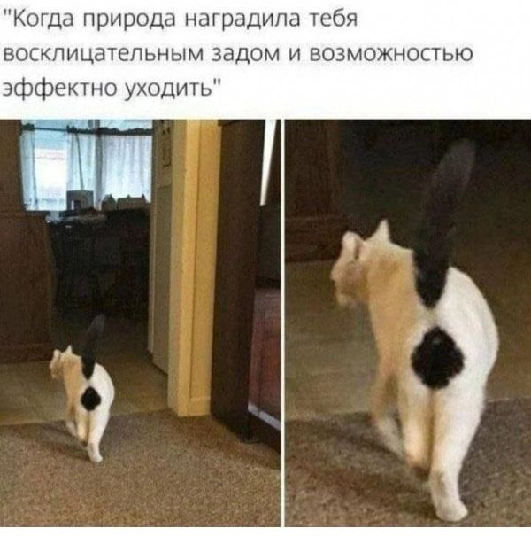Когда природа наградила теб восклицательным задом и возможностью эффектно уходить ГУч Е