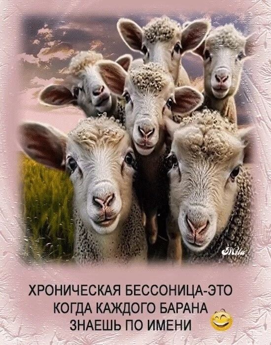 ХРОНИЧЕСКАЯ БЕССОНИЦА ЭТО КОГДА КАЖДОГО БАРАНА ЗНАЕШЬ ПО ИМЕНИ