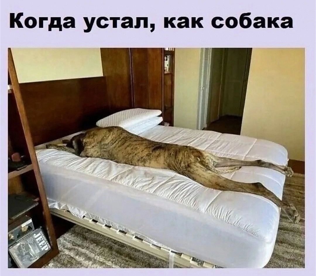 Когда устал как собака