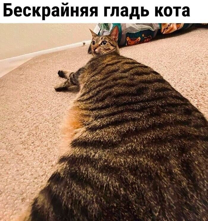 Бескрайняя гладь кота