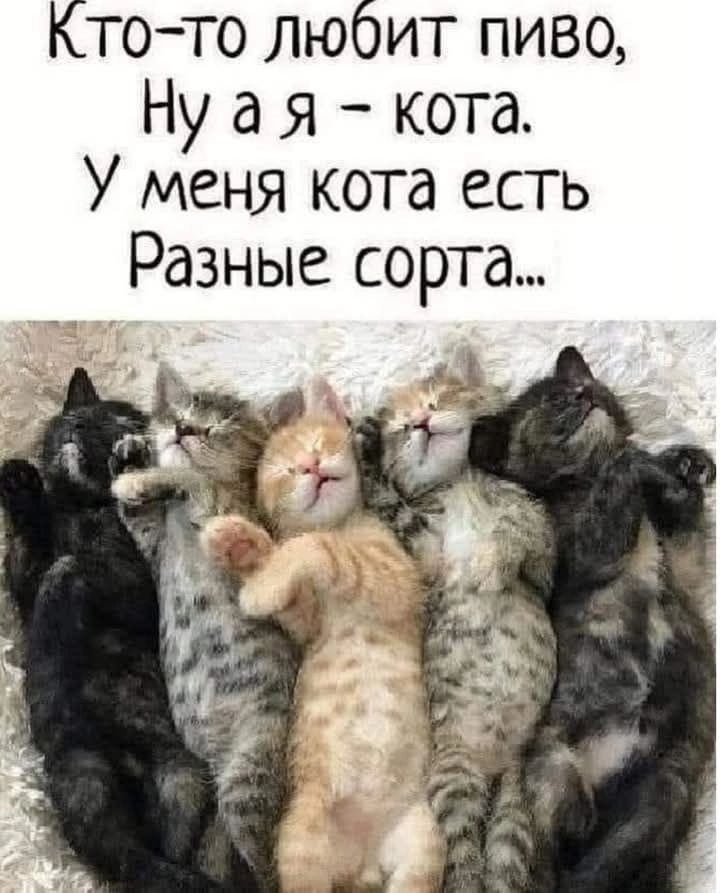 Кто то любит пиво Нуая кота У меня кота есть Разные сорта