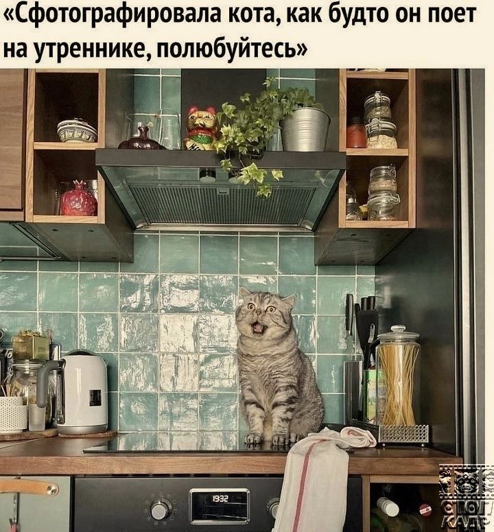 Сфотографировала кота как будто он поет на утреннике полюбуйтесь ___й Т