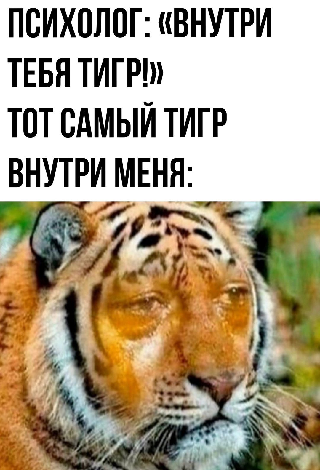 ПСИХОЛОГ ВНУТРИ ТЕБЯ ТИГР ТОТ САМЫЙ ТИГР ВНУТРИ МЕНЯ