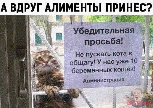 А ВДРУГ АЛИМЕНТЫ ПРИНЕС ИЩЕ аЕН Убедительная и просьба Ч Не пускать кота в общагу У нас уже 10 Ц беременных кошек яЕ Администрация _ і 1 Р