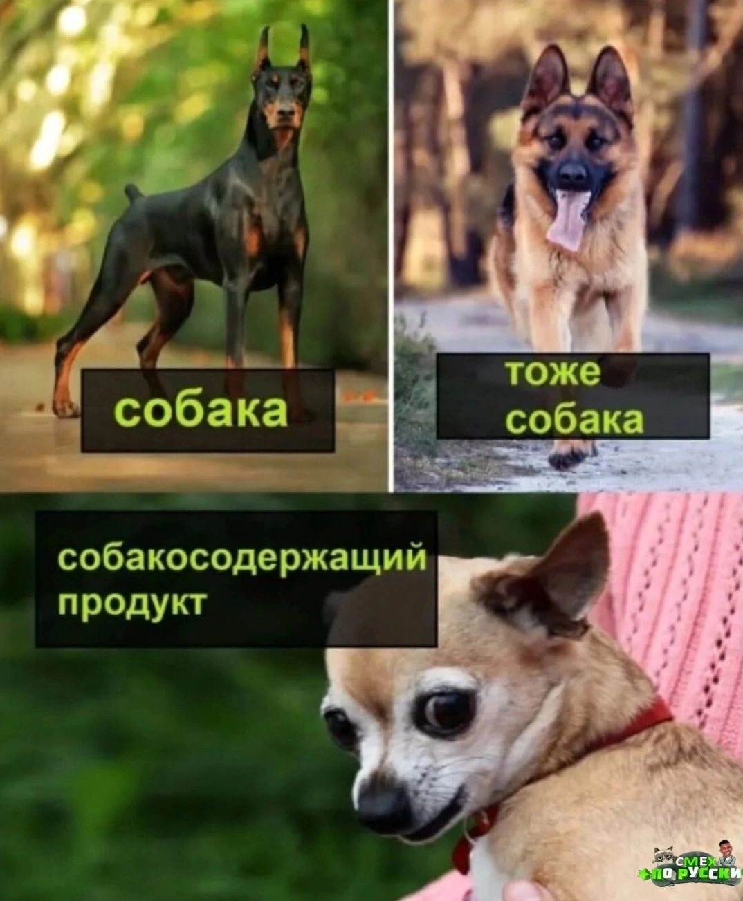 собакосодержащий продукт