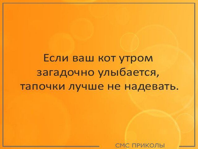 Если ваш кот утром загадочно улыбается тапочки лучше не надевать СМС ПРИКОЛЫ