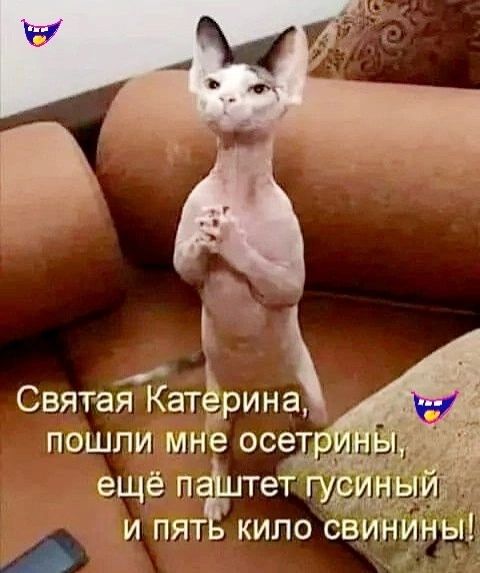 ё Святая Кат ерина пошлимне осетрйН ещё пшет и пятЬ кило СВИНИНЫ