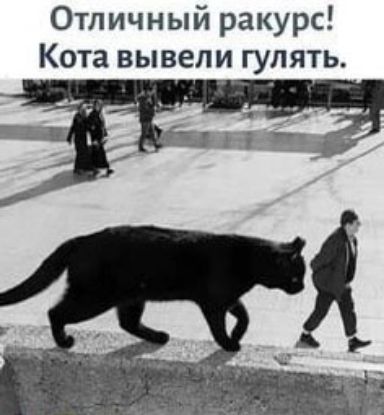 Отличный ракурс Кота вывели гулять