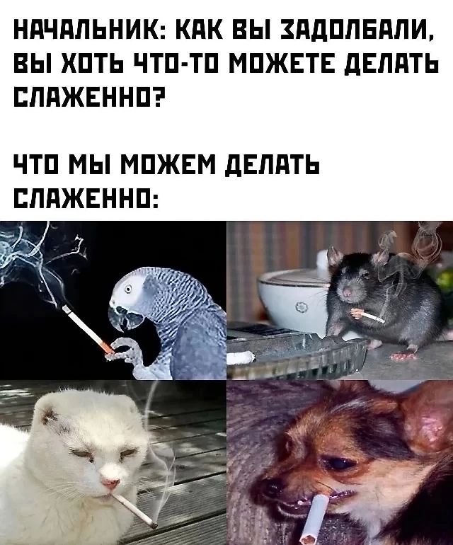 НАЧАЛЬНИК КАК ВЫ ХАДОЛБАЛИ ВЫ ХОТЬ ЧТО ТО МОЖЕТЕ ДЕЛАТЬ СЛАЖЕННО ЧТО МЫ МОЖЕМ ДЕЛАТЬ СЛАЖЕННО