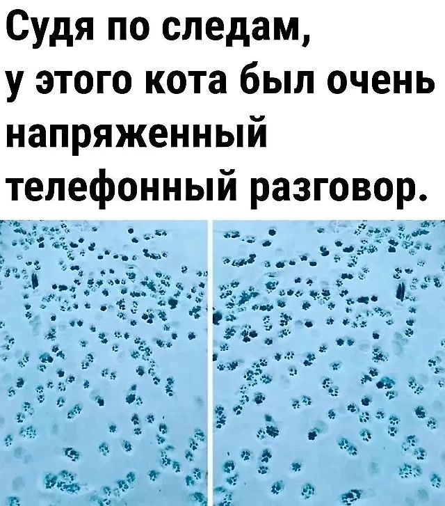 Судя по следам у этого кота был очень напряженный телефонный разговор