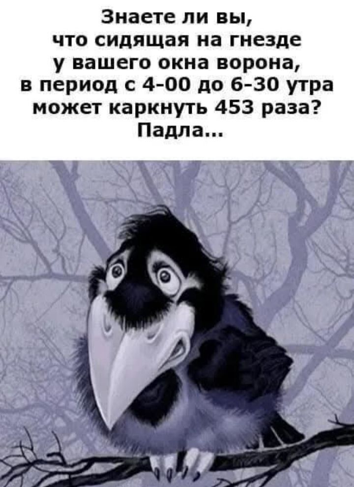 Знаете ли вы что сидящая на гнезде у вашего окна ворона в период с 4 00 до 6 30 утра может каркнуть 453 раза Падла