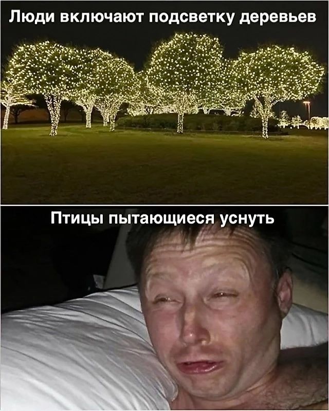 Люди включают подсветку деревьев