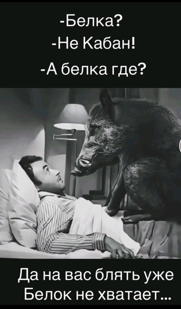 Белка Не Кабан А белка где Да на вас блять уже Белок не хватает