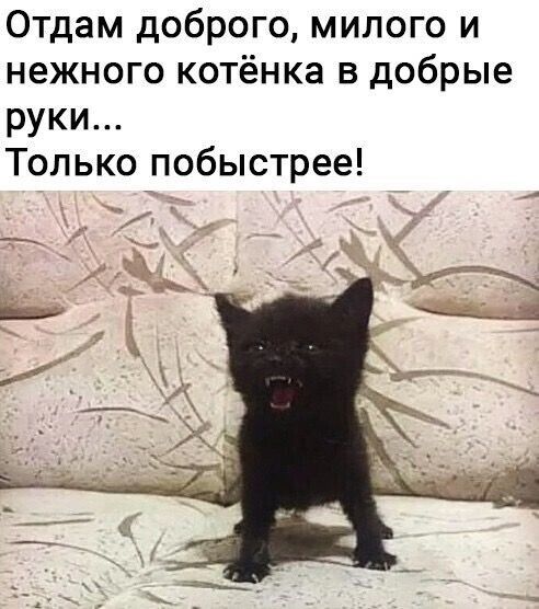 Отдам доброго, милого и нежного котёнка в добрые руки... Только побыстрее!