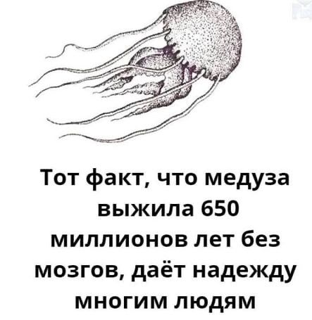 Тот факт, что медуза выжила 650 миллионов лет без мозгов, даёт надежду многим людям.