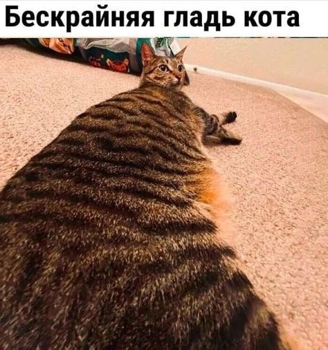 Бескрайняя гладь кота