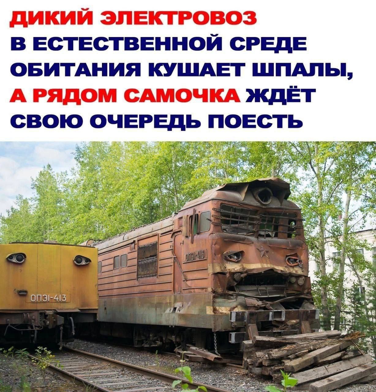 ДИКИЙ ЭЛЕКТРОВОЗ В ЕСТЕСТВЕННОЙ СРЕДЕ ОБИТАНИЯ КУШАЕТ ШПАЛЫ, А РЯДОМ САМОЧКА ЖДЁТ СВОЮ ОЧЕРЕДЬ ПОЕСТЬ