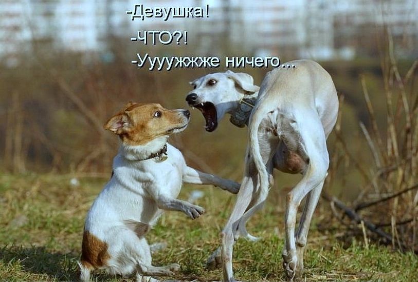 -Девушка!
-ЧТО?!
-Уууужжже ничего...