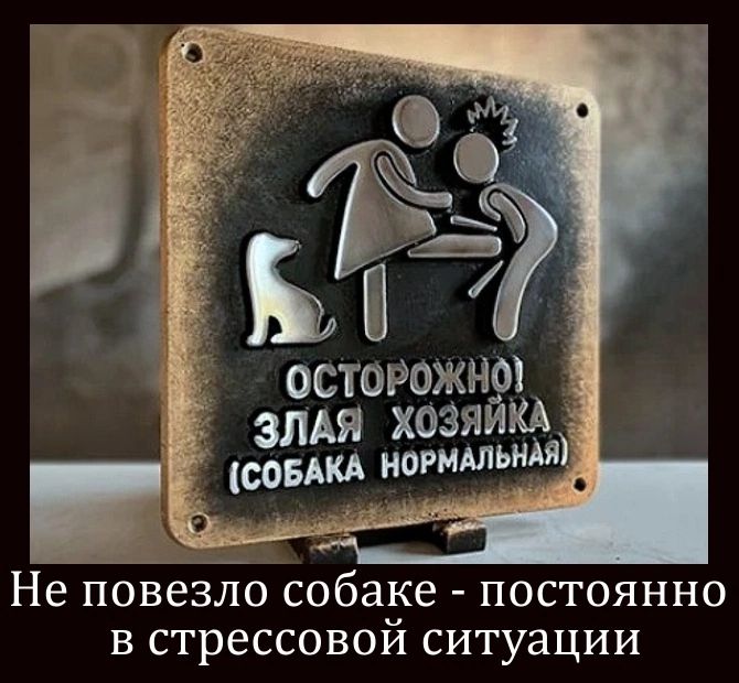 Не повезло собаке - постоянно в стрессовой ситуации