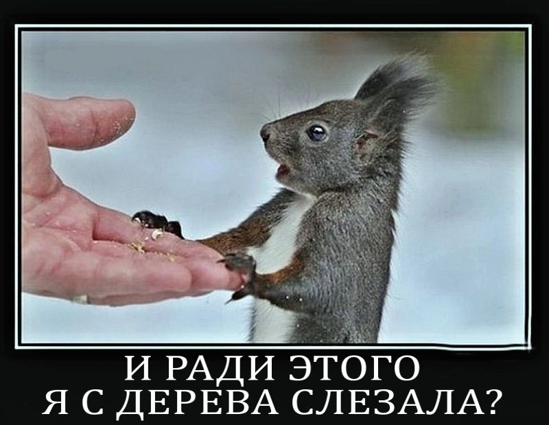 И РАДИ ЭТОГО Я С ДЕРЕВА СЛЕЗАЛА?