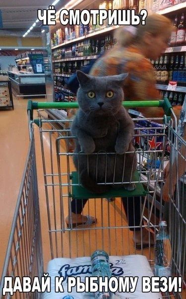 ЧЁ СМОТРИТЬ? ДАВАЙ К РЫБНОМУ Вези!