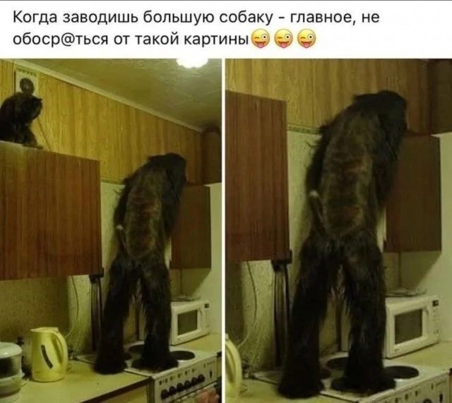 Когда заводишь большую собаку - главное, не обос@ться от такой картины