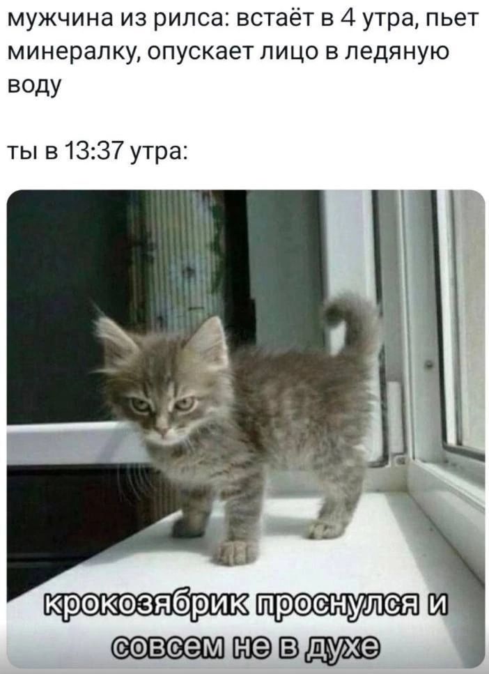 мужчина из рилса: встаёт в 4 утра, пьёт минералку, опускает лицо в ледяную воду
ты в 13:37 утра:
крокозябрик проснулся и совсем не в духе