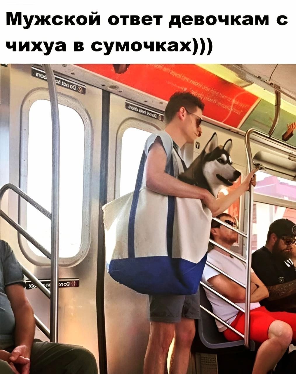 Мужской ответ девочкам с чихуа в сумочках)))