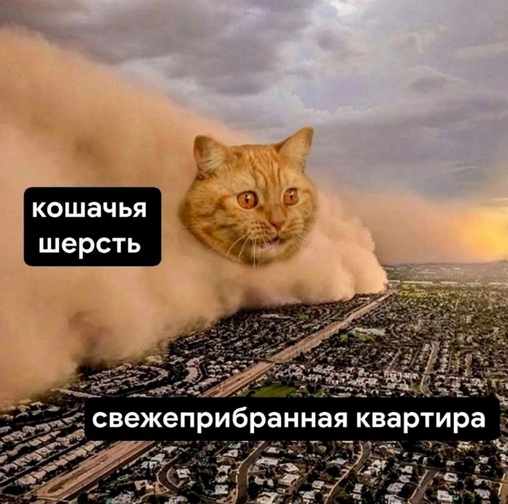 кошачья шерсть свежеприбранная квартира
