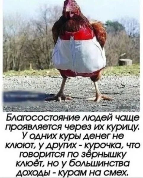 Благосостояние людей чаще проявляется через их курицу. У одних куры денег не клюют, у других - курочка, что говоритись по зернышку клюёт, но у большинства доходы - курям на смех.