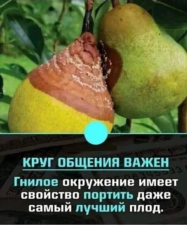 КРУГ ОБЩЕНИЯ ВАЖЕН
Гнилое окружение имеет свойство портить даже самый лучший плод.