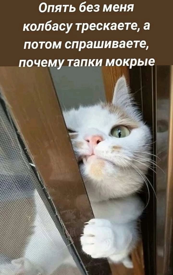 Опять без меня колбасу трескаете, а потом спрашиваете, почему тапки мокрые