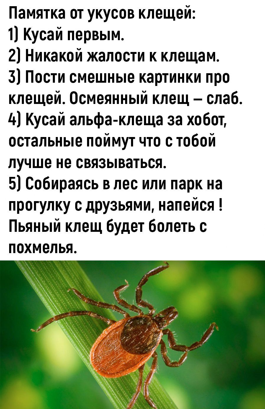 Памятка от укусов клещей:
1) Кусай первым.
2) Никакой жалости к клещам.
3) Пости смешные картинки про клещей. Осмеленный клещ – слаб.
4) Кусай альфа-клеща за хобот, остальные поймут, что с тобой лучше не связываться.
5) Собираясь в лес или парк на прогулку с друзьями, напейся ! Пьяный клещ будет болеть с похмелья.